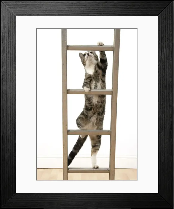 Framed Print : 13131678. CAT. Tabby and white cat climbing a ladder, studio, white background Date Framed Print : 13131678. CAT. Tabby and white cat climbing a ladder, studio, white background Date