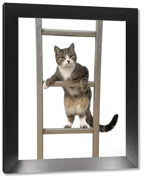 13131679. CAT. Tabby & white cat climbing a ladder, studio, white background Date
