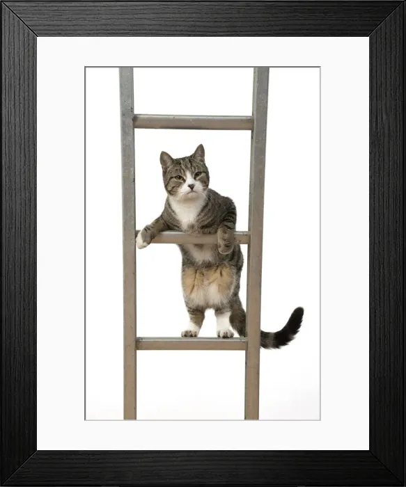 Framed Print : 13131679. CAT. Tabby and white cat climbing a ladder, studio, white background Date Framed Print : 13131679. CAT. Tabby and white cat climbing a ladder, studio, white background Date