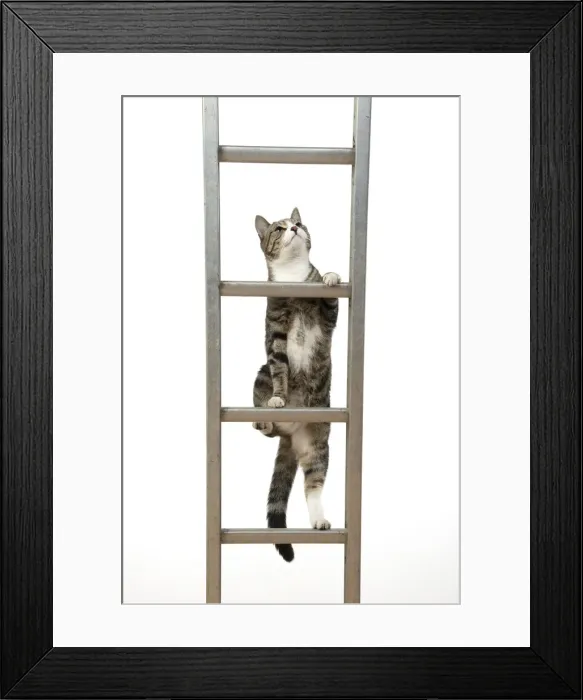 Framed Print : 13131680. CAT. Tabby and white cat climbing a ladder, studio, white background Date Framed Print : 13131680. CAT. Tabby and white cat climbing a ladder, studio, white background Date