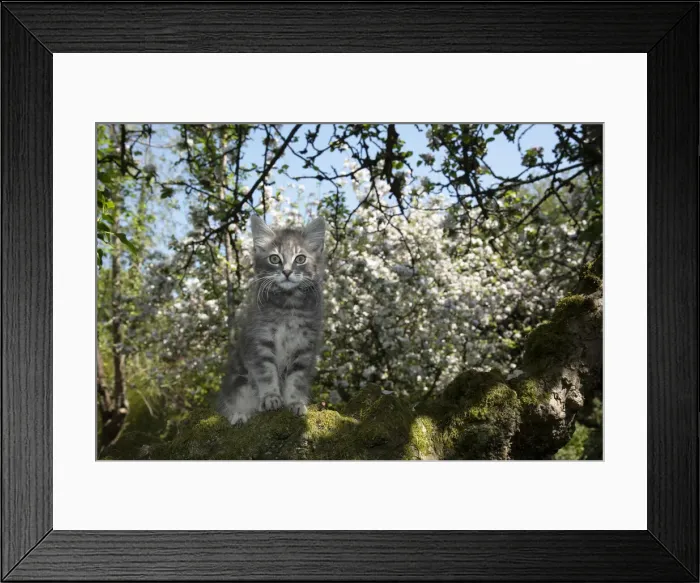 Framed Print : 13131681. CAT. Kitten up an apple tree with blossom Date Framed Print : 13131681. CAT. Kitten up an apple tree with blossom Date
