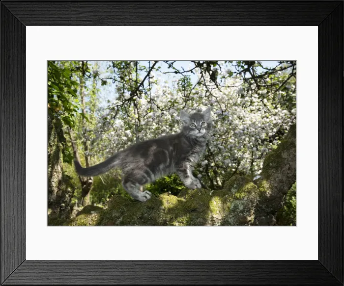 Framed Print : 13131682. CAT. Kitten up an apple tree with blossom Date Framed Print : 13131682. CAT. Kitten up an apple tree with blossom Date