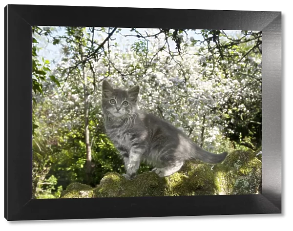 13131683. CAT. Kitten up an apple tree with blossom Date