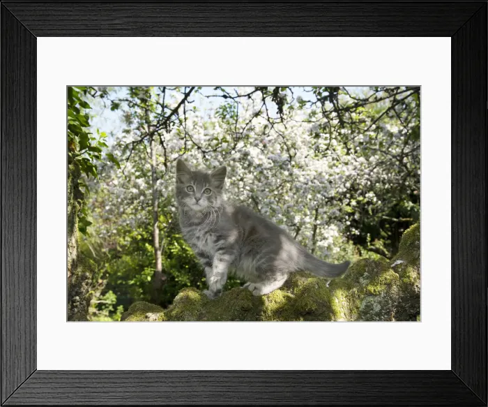 Framed Print : 13131683. CAT. Kitten up an apple tree with blossom Date Framed Print : 13131683. CAT. Kitten up an apple tree with blossom Date