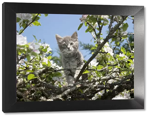 13131684. CAT. Kitten up an apple tree with blossom Date