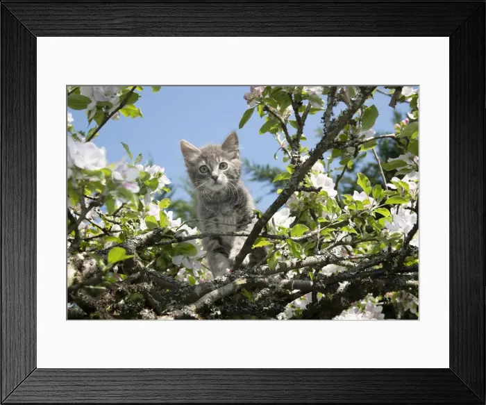 Framed Print : 13131684. CAT. Kitten up an apple tree with blossom Date Framed Print : 13131684. CAT. Kitten up an apple tree with blossom Date