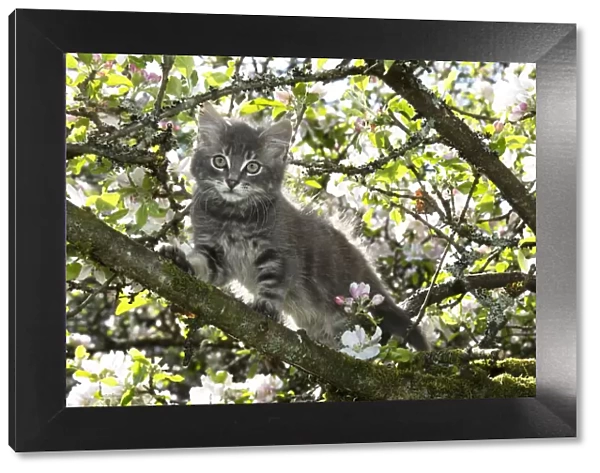 13131685. CAT. Kitten up an apple tree with blossom Date
