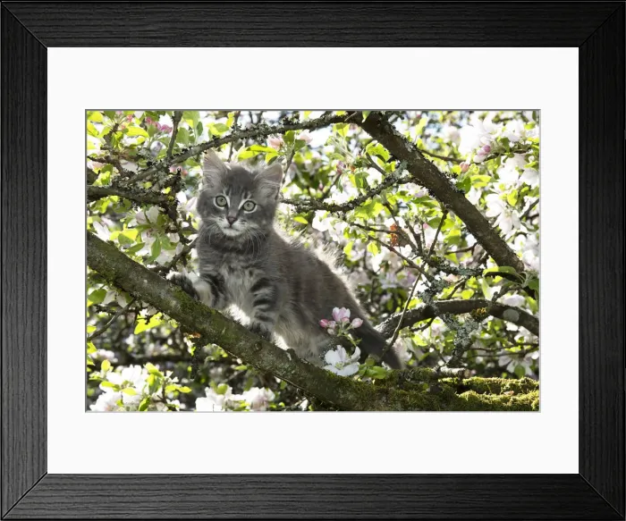 Framed Print : 13131685. CAT. Kitten up an apple tree with blossom Date Framed Print : 13131685. CAT. Kitten up an apple tree with blossom Date