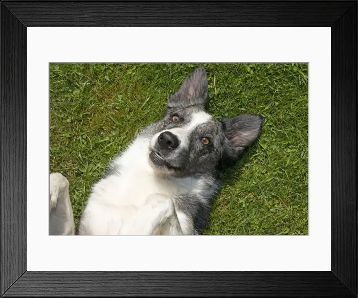 Framed Print : 13131686. DOG. Collie cross dog laying on its back on grass Framed Print : 13131686. DOG. Collie cross dog laying on its back on grass