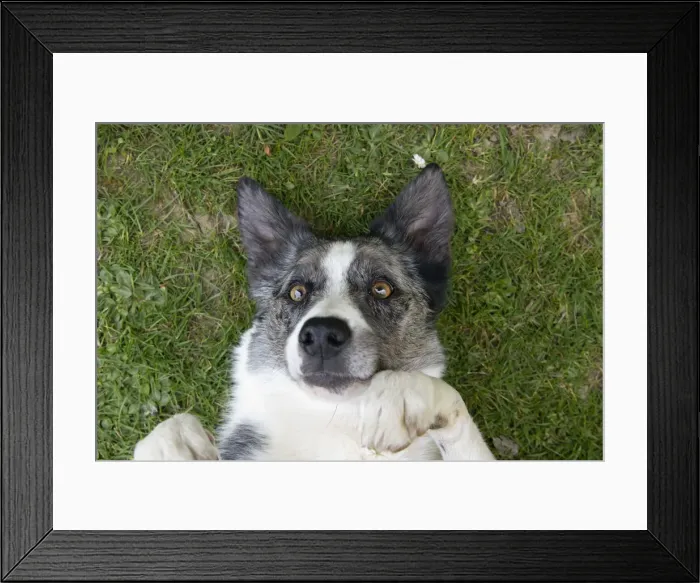 Framed Print : 13131687. DOG. Collie cross dog laying on its back on grass Framed Print : 13131687. DOG. Collie cross dog laying on its back on grass
