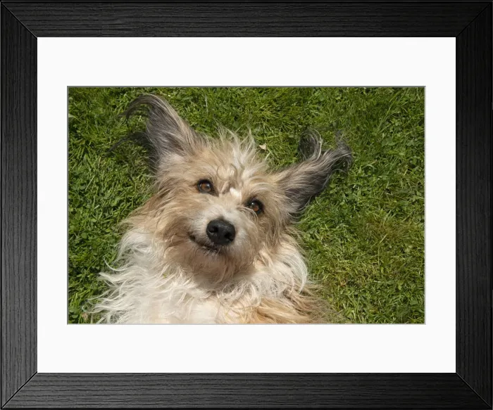 Framed Print : 13131688. DOG. cross breed dog, laying on its back on grass Framed Print : 13131688. DOG. cross breed dog, laying on its back on grass