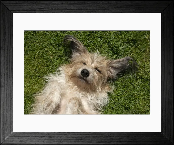 Framed Print : 13131689. DOG. cross breed dog, laying on its back on grass Framed Print : 13131689. DOG. cross breed dog, laying on its back on grass