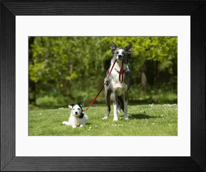 Framed Print : 13131690. DOG. Collie dog walking little dog on a lead, Date Framed Print : 13131690. DOG. Collie dog walking little dog on a lead, Date
