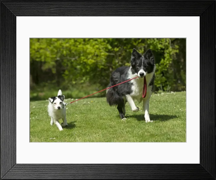 Framed Print : 13131691. DOG. Collie dog walking little dog on a lead, Date Framed Print : 13131691. DOG. Collie dog walking little dog on a lead, Date