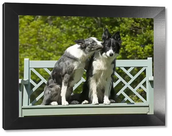 13131692. DOG. Collie dogs x2 sitting on a bench, kissing, Date