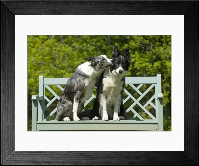 Framed Print : 13131692. DOG. Collie dogs x2 sitting on a bench, kissing, Date Framed Print : 13131692. DOG. Collie dogs x2 sitting on a bench, kissing, Date