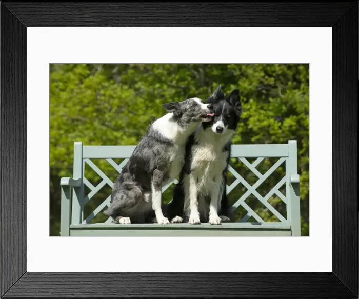 Framed Print : 13131693. DOG. Collie dogs x2 sitting on a bench, kissing, Date Framed Print : 13131693. DOG. Collie dogs x2 sitting on a bench, kissing, Date