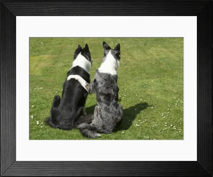 Framed Print : 13131695. DOG. two Collie dogs sitting together back view, paw on shoulder Date Framed Print : 13131695. DOG. two Collie dogs sitting together back view, paw on shoulder Date