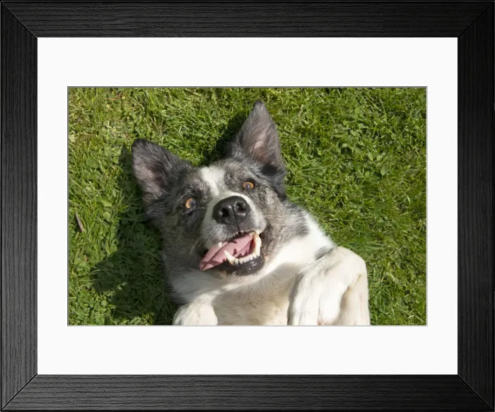 Framed Print : 13131696. DOG. Collie cross dog laying on its back on grass Framed Print : 13131696. DOG. Collie cross dog laying on its back on grass
