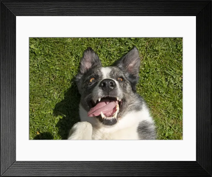 Framed Print : 13131697. DOG. Collie cross dog laying on its back on grass Framed Print : 13131697. DOG. Collie cross dog laying on its back on grass