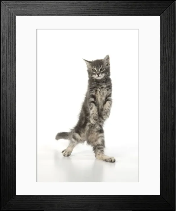 Framed Print : 13131698. CAT. silver grey kitten ( 12 weeks old ) with paws up Framed Print : 13131698. CAT. silver grey kitten ( 12 weeks old ) with paws up