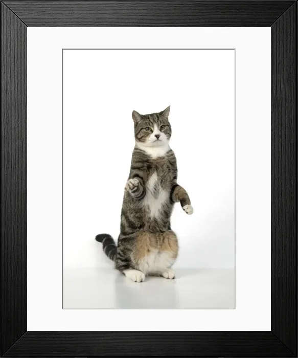 Framed Print : 13131699. CAT. Tabby and white cat with paws up, studio, white background Date Framed Print : 13131699. CAT. Tabby and white cat with paws up, studio, white background Date