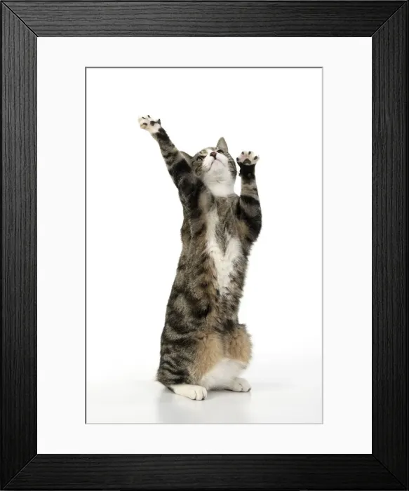 Framed Print : 13131700. CAT. Tabby and white cat with paws up, studio, white background Date Framed Print : 13131700. CAT. Tabby and white cat with paws up, studio, white background Date