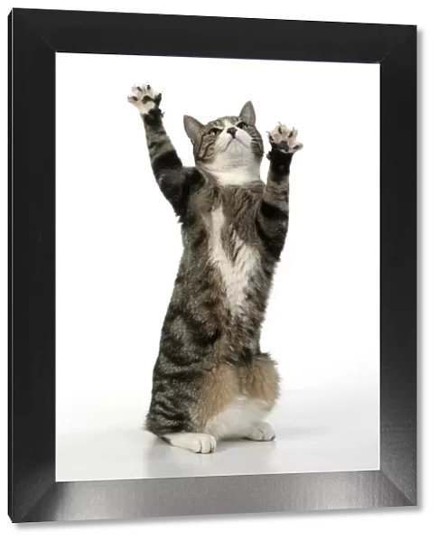 13131701. CAT. Tabby & white cat with paws up, studio, white background Date