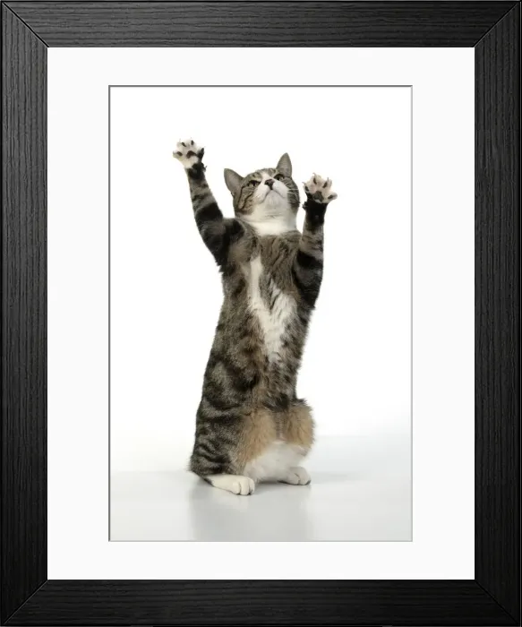 Framed Print : 13131701. CAT. Tabby and white cat with paws up, studio, white background Date Framed Print : 13131701. CAT. Tabby and white cat with paws up, studio, white background Date