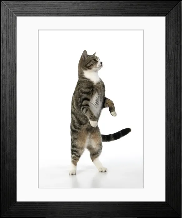 Framed Print : 13131702. CAT. Tabby and white cat with paws up, studio, white background Date Framed Print : 13131702. CAT. Tabby and white cat with paws up, studio, white background Date