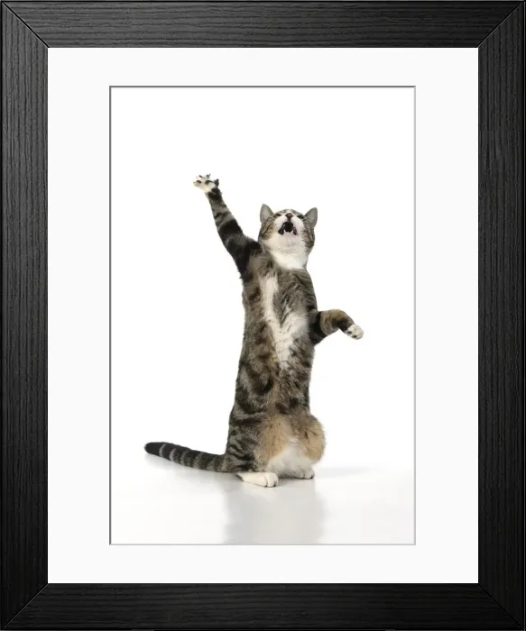 Framed Print : 13131703. CAT. Tabby and white cat with paws up, studio, white background Date Framed Print : 13131703. CAT. Tabby and white cat with paws up, studio, white background Date