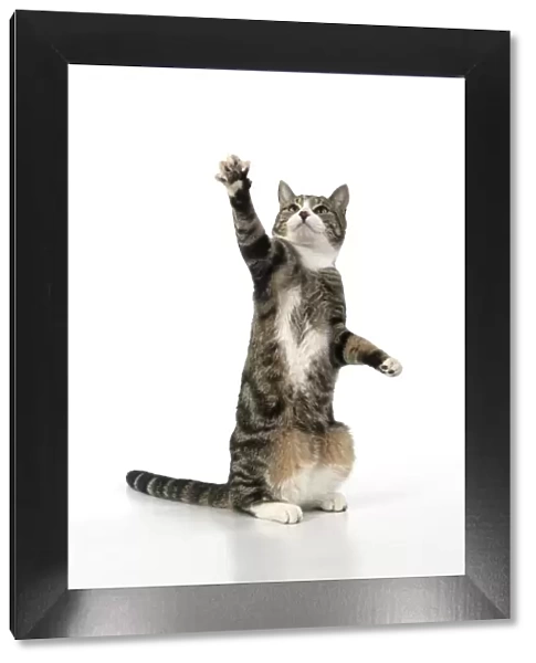 13131704. CAT. Tabby & white cat with paws up, studio, white background Date