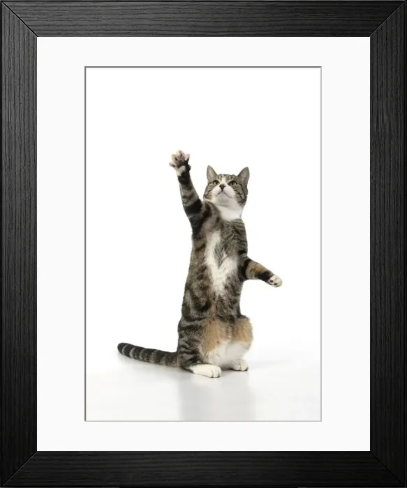 Framed Print : 13131704. CAT. Tabby and white cat with paws up, studio, white background Date Framed Print : 13131704. CAT. Tabby and white cat with paws up, studio, white background Date