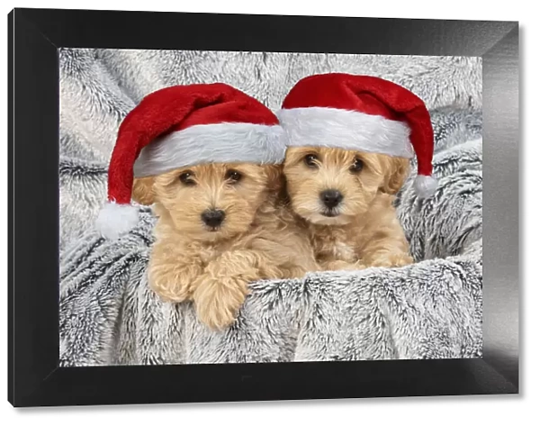 13131705. DOG. Pooton  /  Cotonpoo puppies wearing Christmas hats Date
