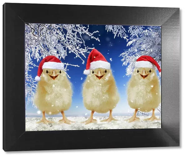 13131706. Three chicks perched on fence wearing Christmas hats in snow Date