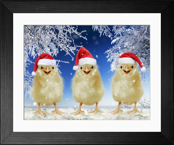Framed Print : 13131706. Three chicks perched on fence wearing Christmas hats in snow Date Framed Print : 13131706. Three chicks perched on fence wearing Christmas hats in snow Date