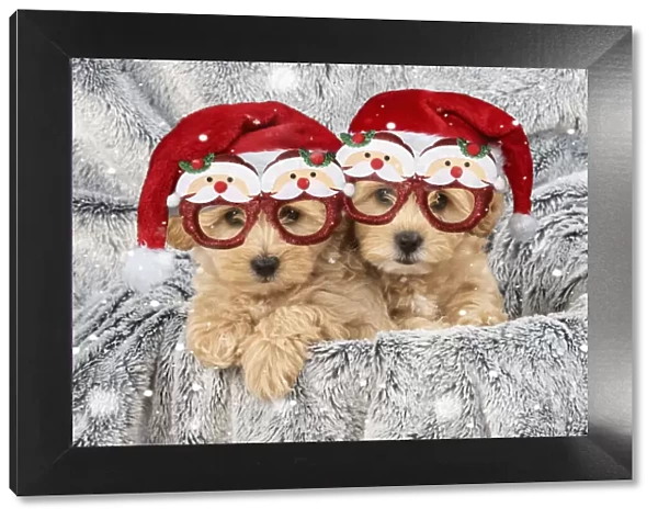 13131708. DOG. Pooton  /  Cotonpoo puppies wearing Christmas hats and glasses Date