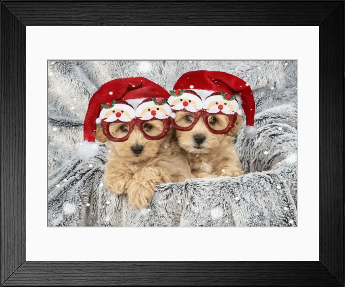 Framed Print : 13131708. DOG. Pooton / Cotonpoo puppies wearing Christmas hats and glasses Date Framed Print : 13131708. DOG. Pooton / Cotonpoo puppies wearing Christmas hats and glasses Date