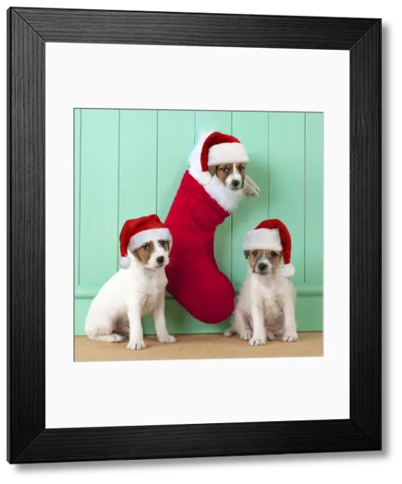 Framed Print : 13131709. DOG Framed Print : 13131709. DOG
