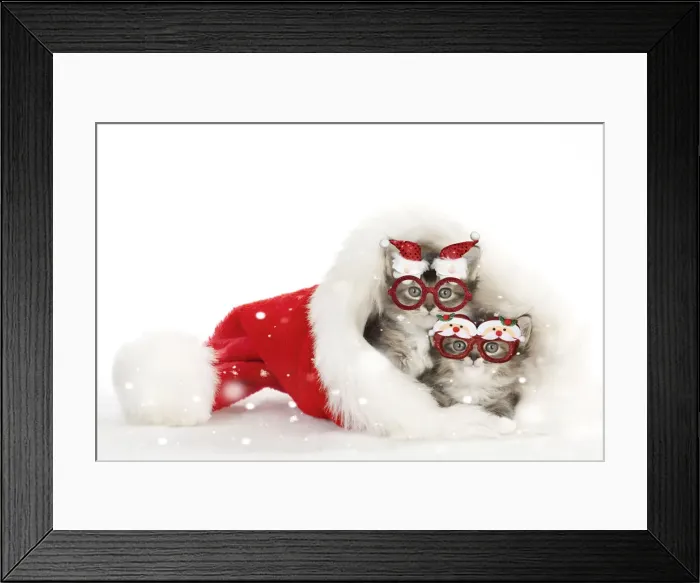 Framed Print : 13131711. CAT - Somali x tabby kittens wearing Christmas glasses in a Santa hat Date Framed Print : 13131711. CAT - Somali x tabby kittens wearing Christmas glasses in a Santa hat Date