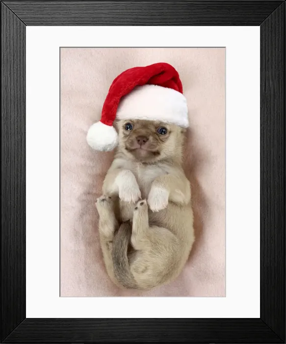 Framed Print : 13131712. DOG - Chihuahua puppy curled up on its back wearing a Christmas hat Date Framed Print : 13131712. DOG - Chihuahua puppy curled up on its back wearing a Christmas hat Date