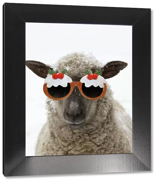 13131713. SHEEP - Shropshire cross standing in snow wearing Christmas pudding glasses Date