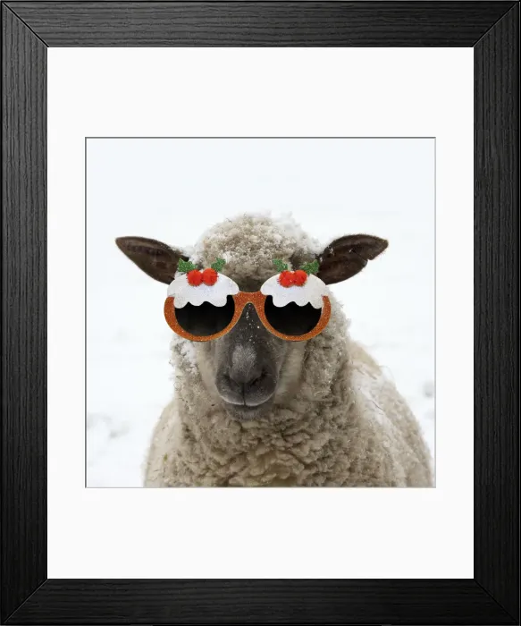 Framed Print : 13131713. SHEEP - Shropshire cross standing in snow wearing Christmas pudding glasses Date Framed Print : 13131713. SHEEP - Shropshire cross standing in snow wearing Christmas pudding glasses Date