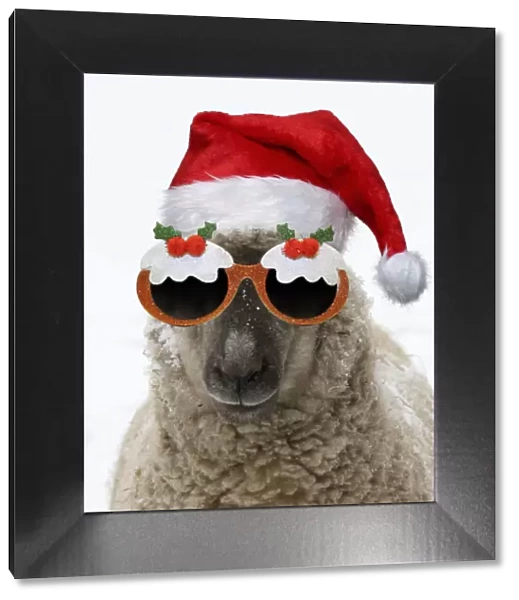 13131714. SHEEP - Shropshire cross standing in snow wearing Christmas hat and glasses Date