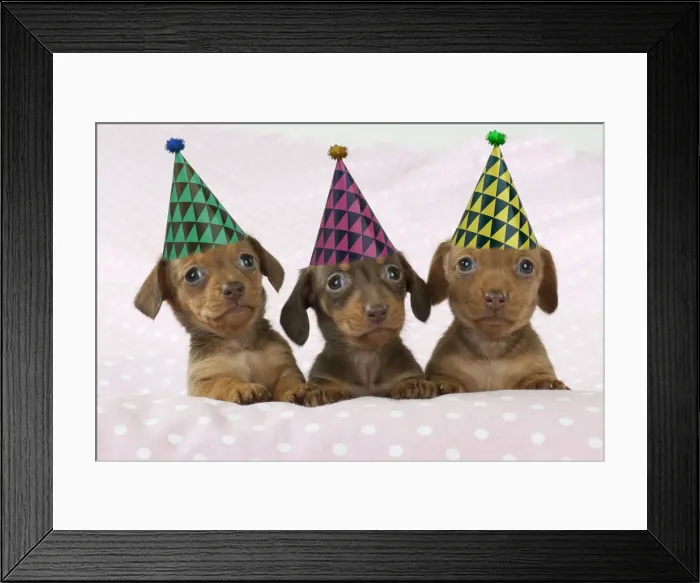 Framed Print : 13131715. DOG Framed Print : 13131715. DOG