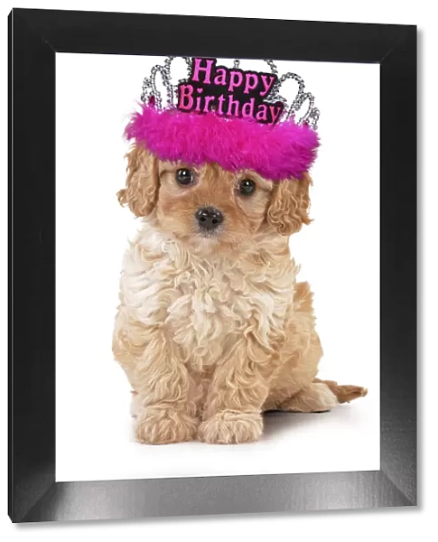 13131716. Dog - Cavapoo puppy wearing pink Happy Birthday tiara Date
