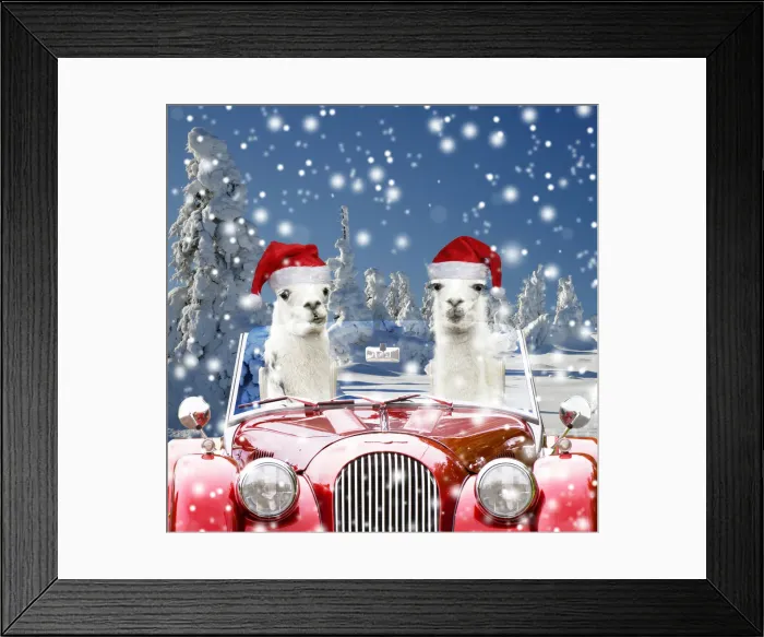 Framed Print : 13131720. Llamas, driving red car in snow wearing Christmas hats Date Framed Print : 13131720. Llamas, driving red car in snow wearing Christmas hats Date