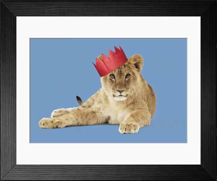 Framed Print : 13131722. Lion cub (approx 16 weeks old) wearing Christmas party hat Date Framed Print : 13131722. Lion cub (approx 16 weeks old) wearing Christmas party hat Date
