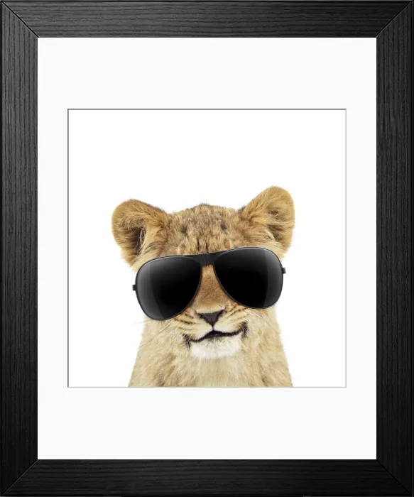 Framed Print : 13131725. Lion cubs (approx 16 weeks old) wearing sunglasses Date Framed Print : 13131725. Lion cubs (approx 16 weeks old) wearing sunglasses Date