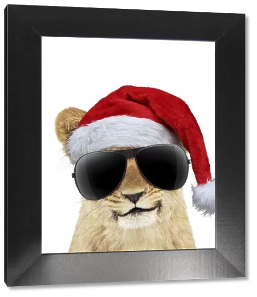 13131726. Lion cubs (approx 16 weeks old) wearing Christmas hat and sunglasses Date